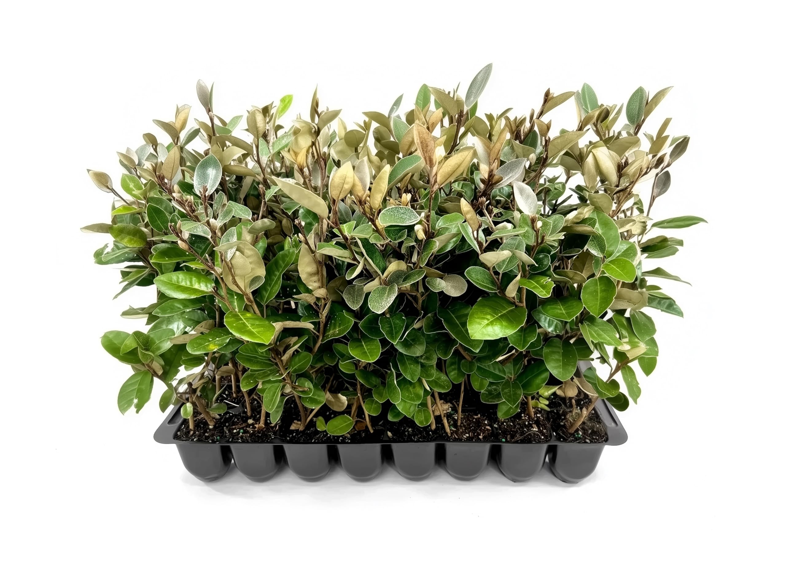 Amazon.com : Elaeagnus Pungens I 40 Live Plants I Thorny Olive I